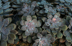 Dans la serre des déserts et milieux arides . Jardin des Plantes