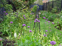 Garden alliums Garden alliums