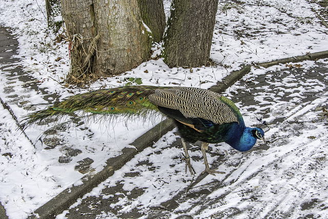 Pfau