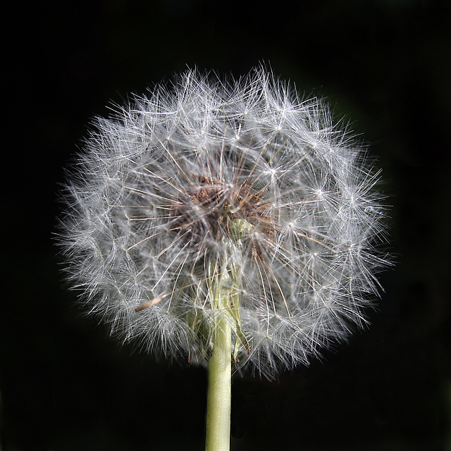 Pusteblume