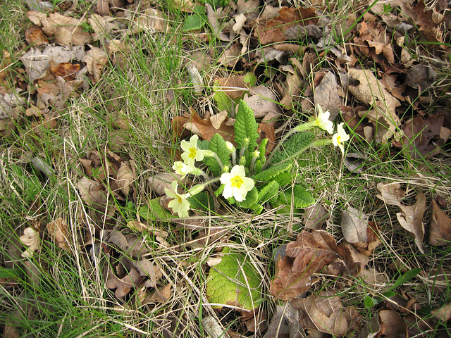 Wild Primrose (Primula vulgaris)