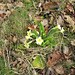 Wild Primrose (Primula vulgaris)