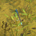 Common Blue Damselfly