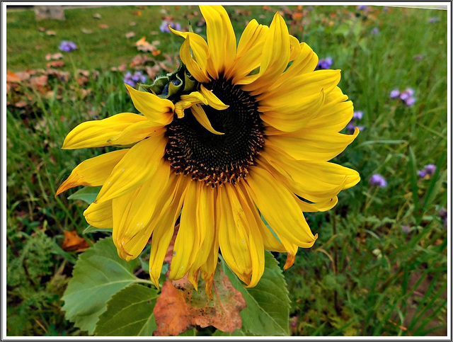 Tournesol à Trégon (22)   avec note