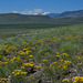 Steens Mountain - east side