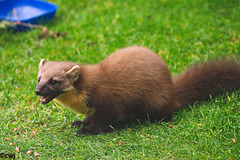 Pine Marten at close range.