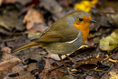 Robin