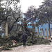 Aftermath of Martinho windstorm.