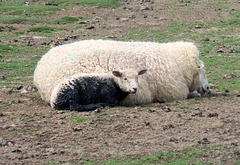 "Psst, Mami schläft!"