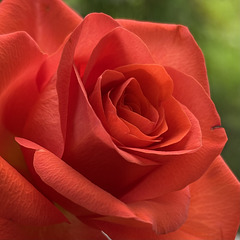 ROT und GRÜN…