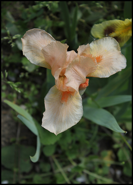 iris abricot