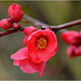 Chaenomeles Japonica ...