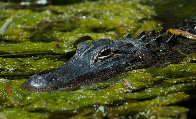 American Alligator