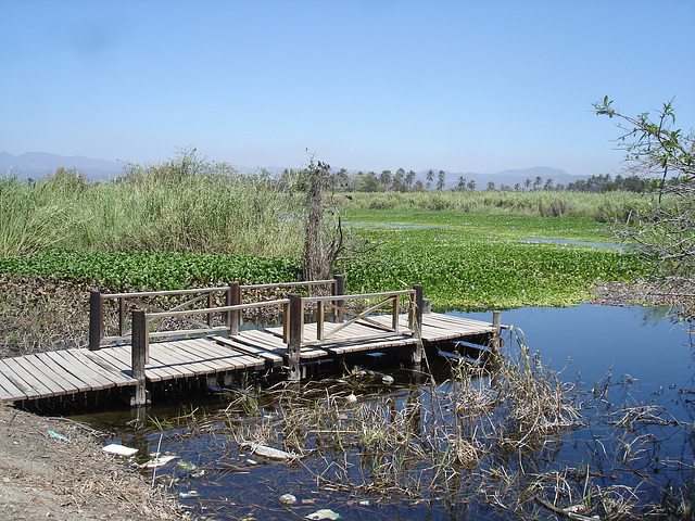 Andador laguna del tule / No-12