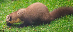 Pine Marten at close range.