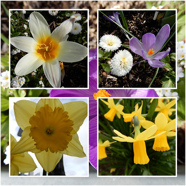 un bouquet de printemps ,,