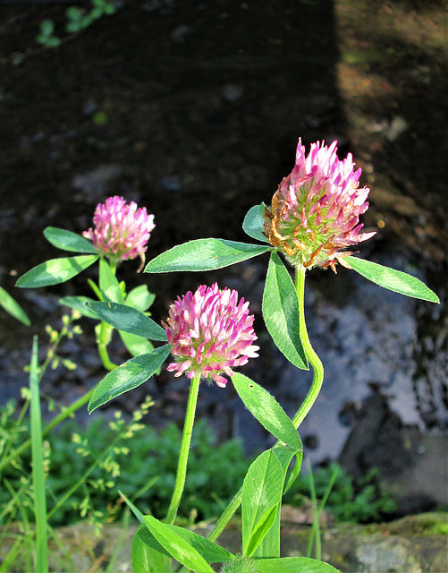 Red Clover.