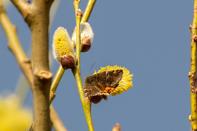 Orange Underwing Moth (2 of 4).
