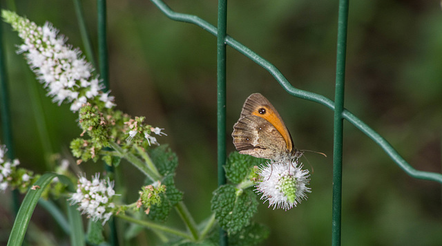 la menthe spitaca le le papillon