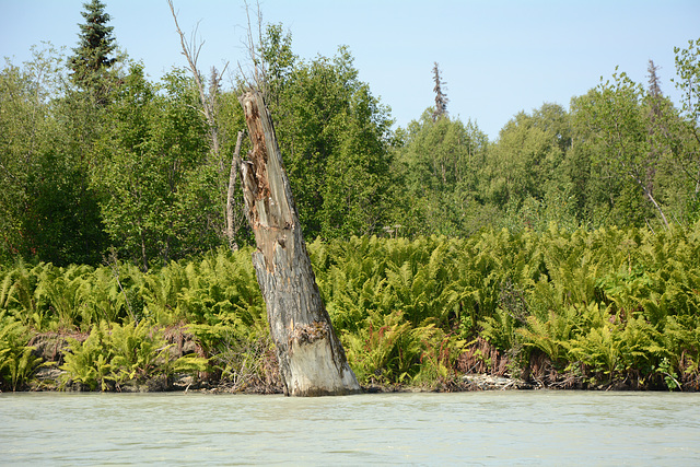 Alaska, Right Bank of Talkeetna River