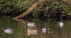 Kingfisher