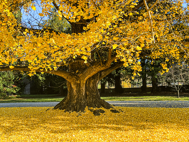 golden autumn