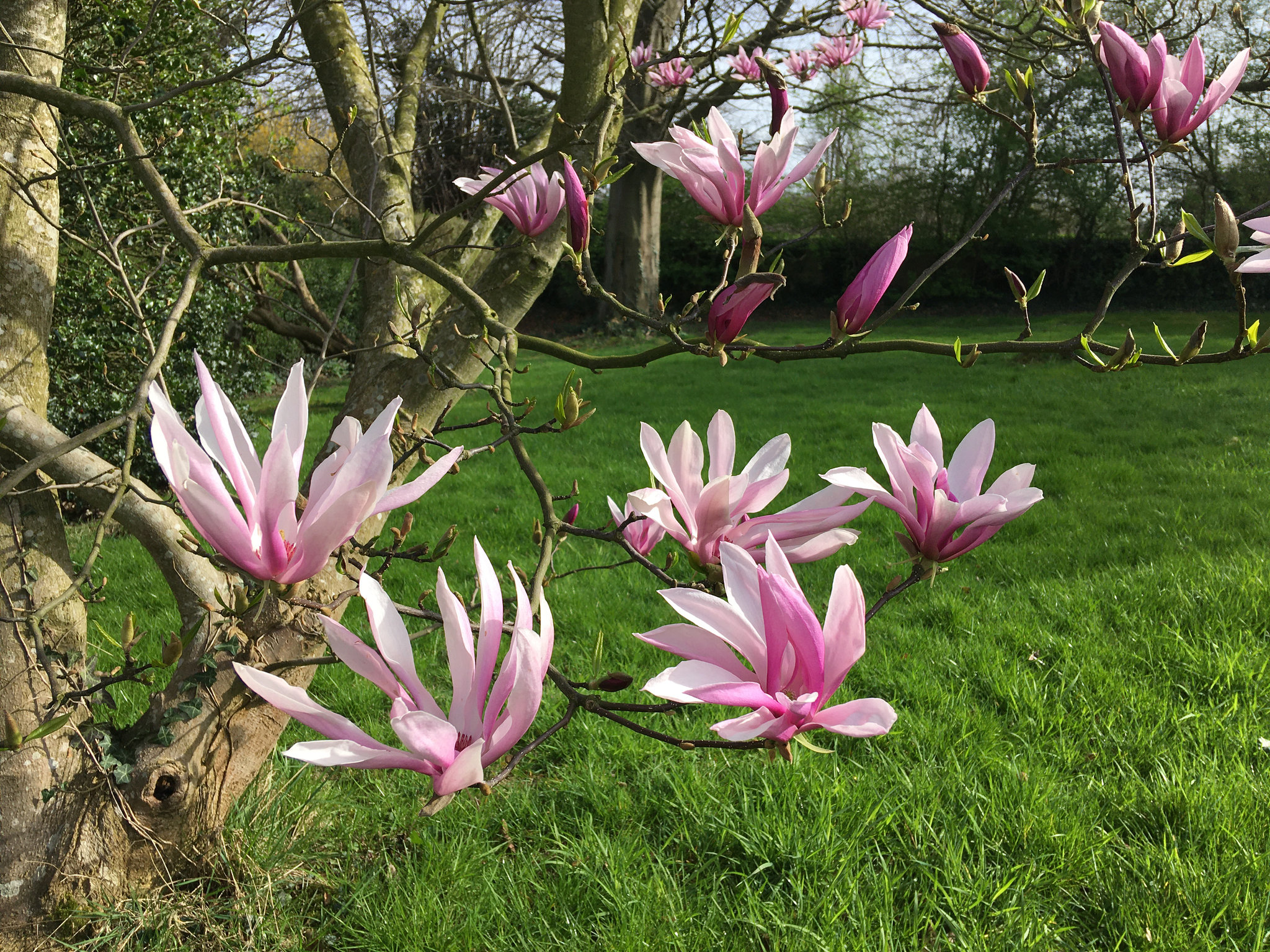 Magnolia