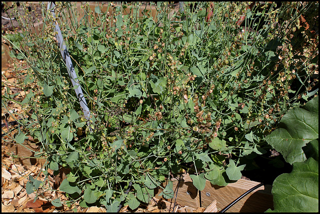 Rumex scutatus (3)