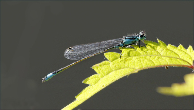 Agrion