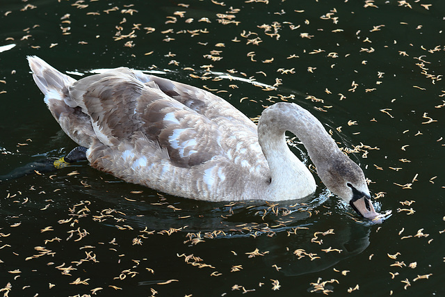 Cygnet