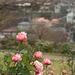 Roses on the hill