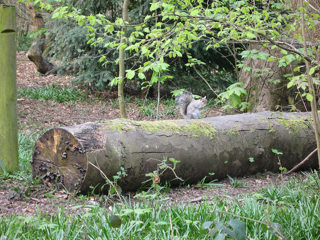 Squirrel in White's Wood