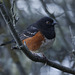 Spotted Towhee