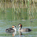 Grebe & Young