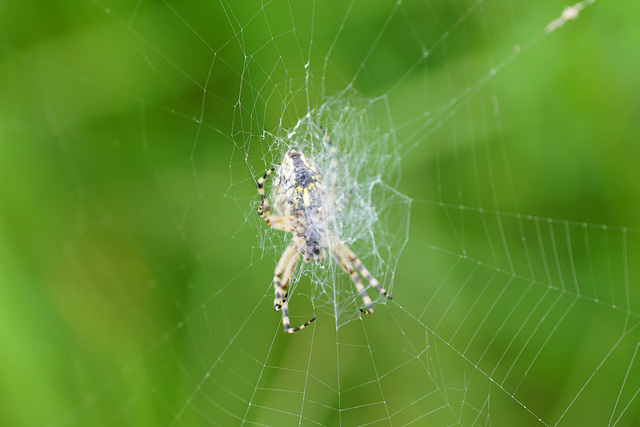 Wespenspinne (Argiope bruennichi)