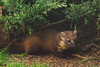 Pine Marten at close range.