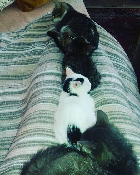 Fluff, Jack, Panda and Louie enjoying the blanket on Mandi's legs
