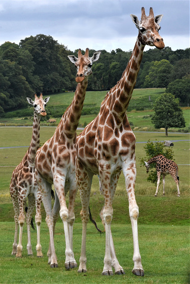 Giraffes