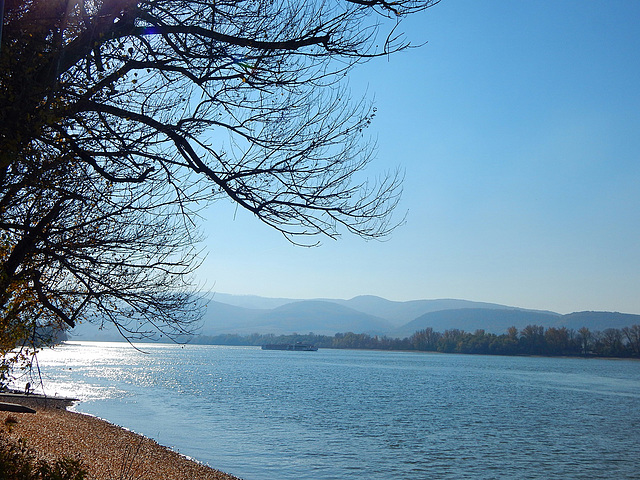 The Danube in Zebegény