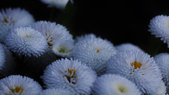 Pâquerettes pomponettes ... Belle semaine à tous