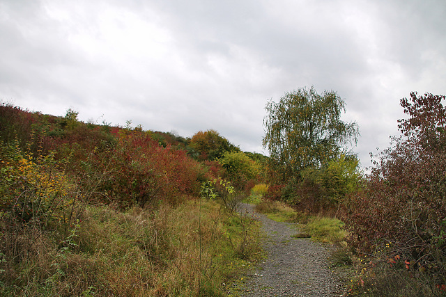 Weg auf der Halde Welheim (Bottrop-Boy) / 20.10.2021