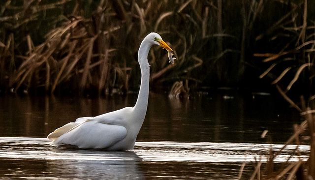 Great white egret