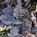 Frosted oak leaves