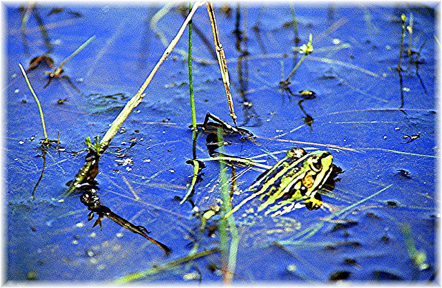 Froggy