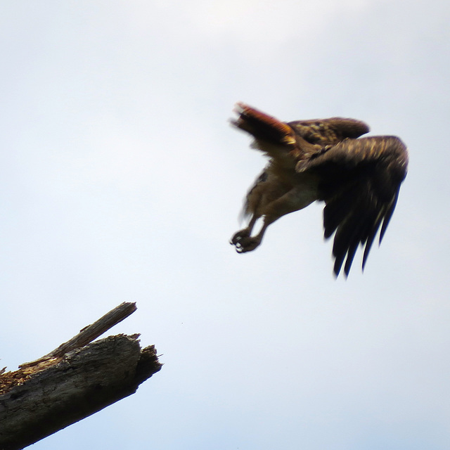 Red-tailed hawk