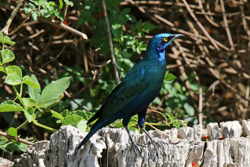 Blue eared glossy starling (Explored)