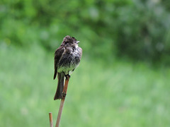 Eastern Phoebe