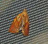 Moth IMG_0964