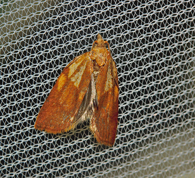 Moth IMG_0964