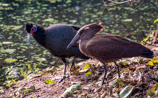 Guinea fowl and hammerkop